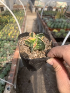 Astrophytum myriostigma复隆鸾凤玉核桃锦变异实生稀有多肉植物