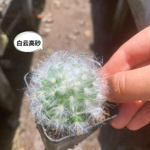 白云高砂 实生仙人球贵货进口开花植物 非普通高莎 乳突球萝卜根