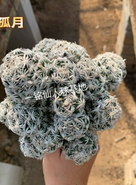 孤月Escobaria abdita松球属开花自根仙人球柱办公桌多肉植物盆栽