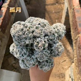 孤月Escobaria abdita松球属开花自根仙人球柱办公桌多肉植物盆栽