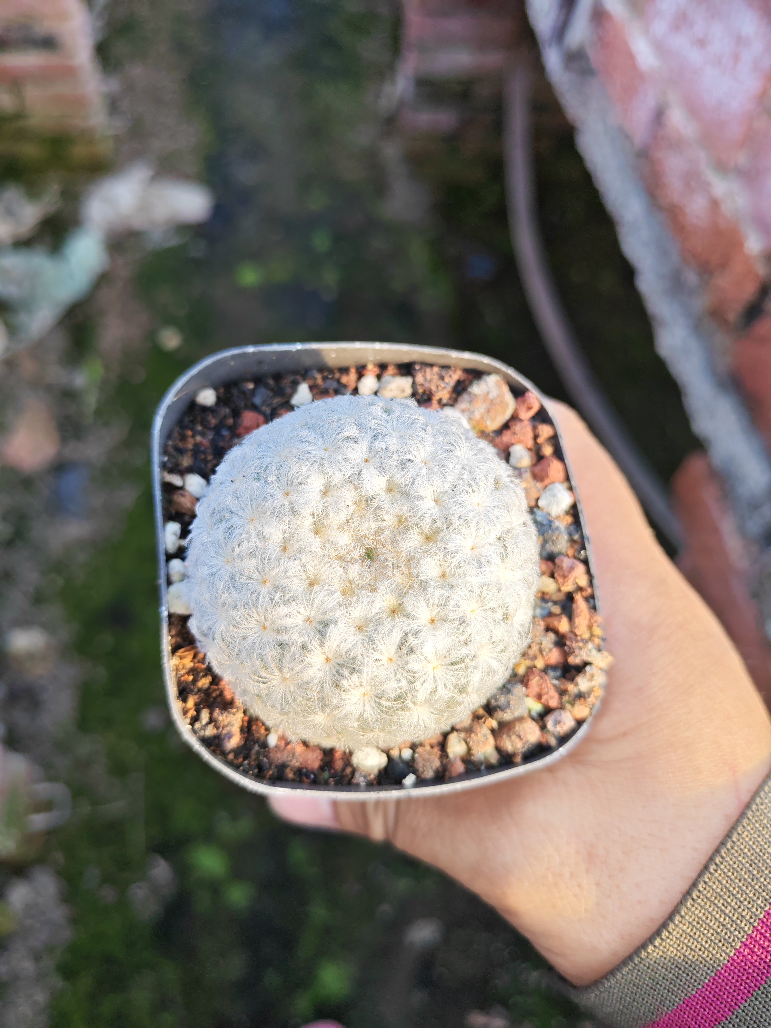 实生佛头白星5cm多肉植物开花软毛仙人掌电脑防辐射花卉小盆栽