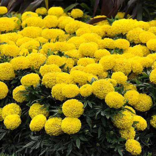 重瓣花种子四季开花易活臭