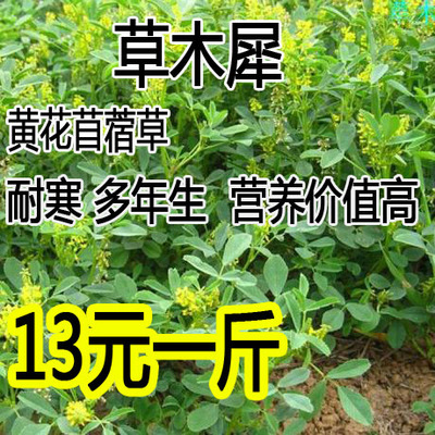 草木樨种子 草木犀 蜜源植物 黄花草 牧草型 绿肥 耐寒耐贫瘠草籽