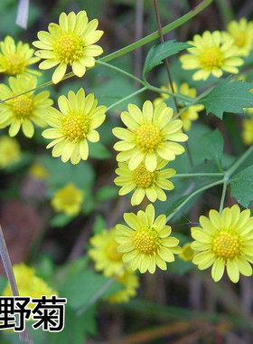 野菊花种子 泡茶小菊花野生山菊花 甘野菊 白色 黄色 多年生