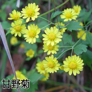 野菊花种子 泡茶小菊花野生山菊花 甘野菊 白色 黄色 多年生