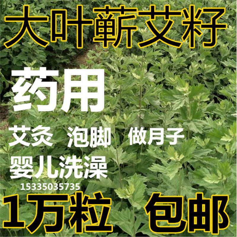 药用艾草艾叶种籽 艾绒蕲艾植物家庭园艺种子