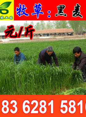 黑麦草种子 进口一年生四倍体高产宽叶型冷季牧草籽 适口好