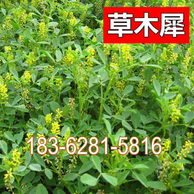 草木樨种子 黄花犀籽 绿肥牧草坪 蜜源植物 耐热寒营养高