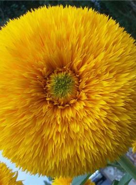 玩具熊向日葵种黄色重瓣多头观赏葵花籽庭院花园盆栽四季花卉种子