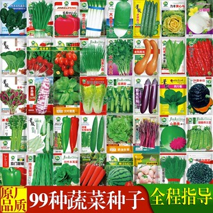 蔬菜籽种大全四季辣椒种籽白菜种孑阳台菜种秋冬季种植香菜空心菜