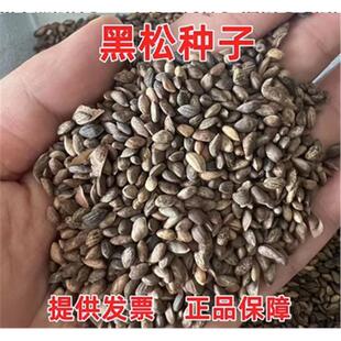 黑松油松雪松马尾松罗汉松华山松湿地松五针松树落叶松白皮松种子