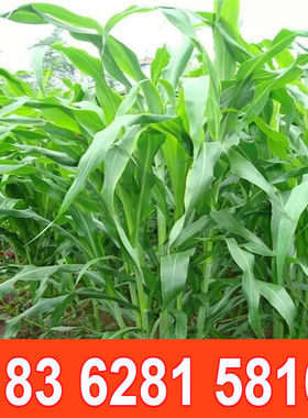 台湾甜象草种子多年生牧草种子皇竹草四季常青高产猪牛羊鱼草种籽