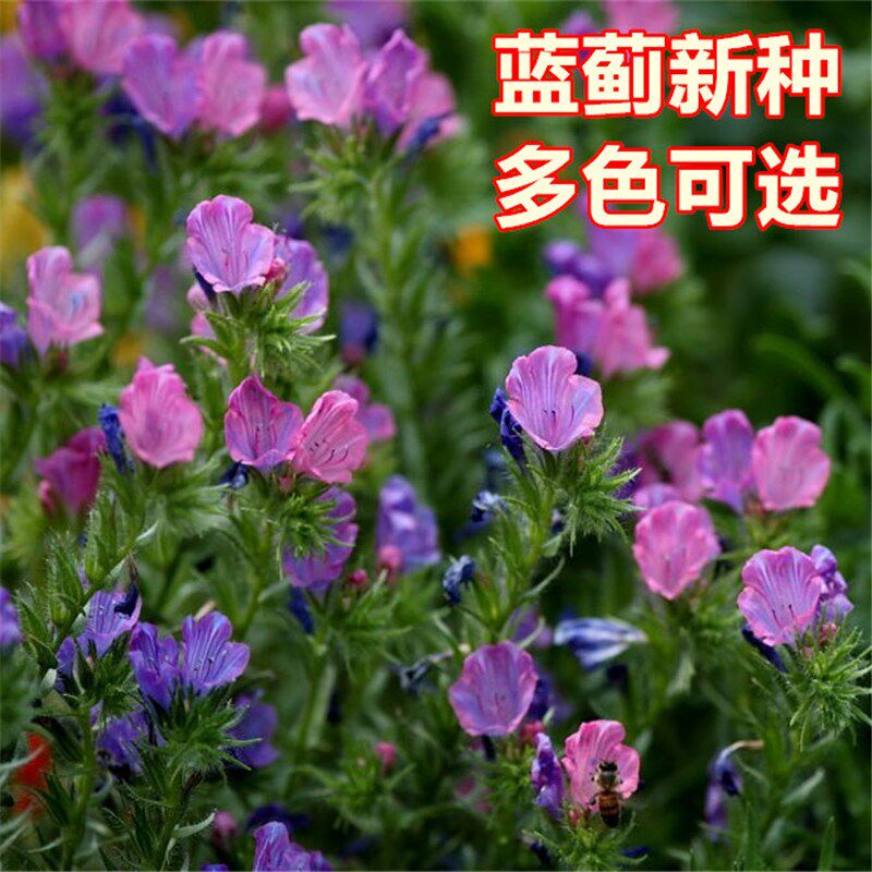 蓝蓟蓝刺头种子 盆栽观花种子蓝色混色多年生四季花卉种子花籽