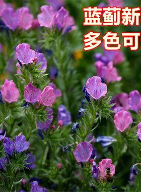 蓝蓟蓝刺头种子 盆栽观花种子蓝色混色多年生四季花卉种子花籽