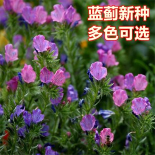 蓝蓟蓝刺头种子 盆栽观花种子蓝色混色多年生四季花卉种子花籽