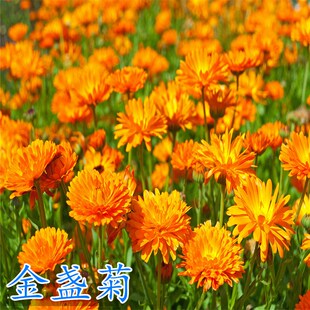 金盏菊种子 耐寒景观庭院阳台盆栽四季绿化景观花卉草花种子