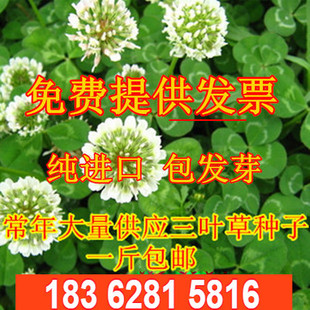 白三叶草种子红三叶草种子进口草籽四季青草坪种子牧草种子花种子