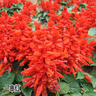 一串红种子花卉爆仗红西洋红花海四季花海盆栽矮杆矮串红