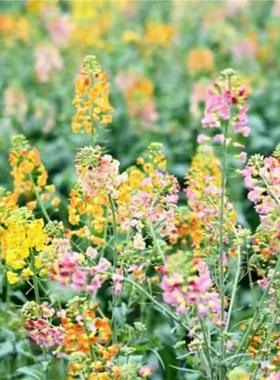 彩色油菜花种子七彩油菜籽黄色油菜子室外庭院景观花海花籽花草籽