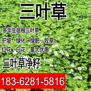 白三叶草种子红花绿化种子红三叶草种子净籽草种易活四季草坪种子