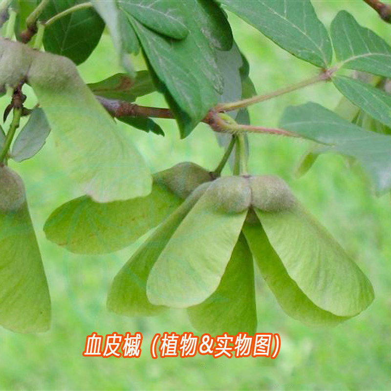 血皮槭树种子血皮槭适合小型造景庭园中孤植或群栽落叶乔木种子