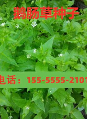 鹅肠草种子 名繁缕种子 药材种子
