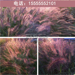 观赏美洲紫穗狼尾草种子狗尾草籽提木西草猫尾草提摩西草牧草种子