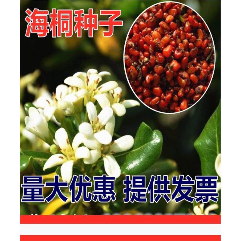 新采海桐种子 海桐花乔木灌木海桐球种子山矾树籽 四季常青海桐籽