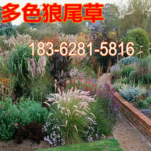 狗尾巴草种子 猫尾草种子 护坡观赏紫穗羽绒长毛兔尾狼尾草种子