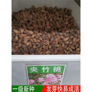 夹竹桃种子林木种籽国产散装四季多年生工程绿化观叶种孑
