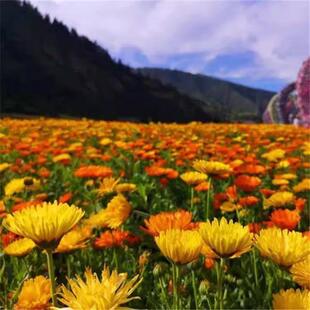 金盏菊种子大花重瓣金盏花种籽四季春秋长生菊花海室内外盆栽花籽