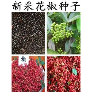 无刺花椒籽四川花椒树种子 正宗大红袍花椒种子 韩城 九叶青花椒