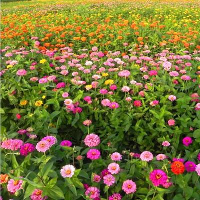 矮杆百日草花籽格桑花室外花种籽子四季播种开花庭院公园路边绿化