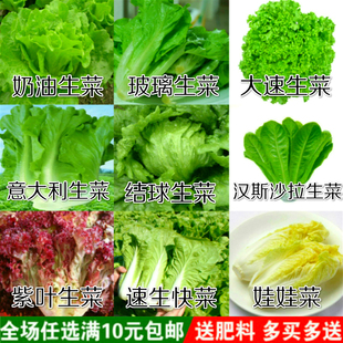 大玻璃奶油沙拉结球紫红生菜种子秋播蔬菜种子油麦菜籽四季种