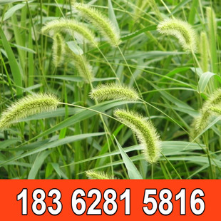 护坡观赏狼尾草种子狗尾巴草种子狗尾草种子野芒草种子蒲公英