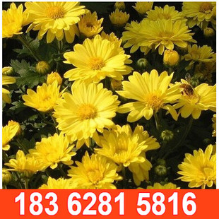 黄菊花种子 白菊花种子 野菊花种子 野黄菊花种子 苦薏、山菊花