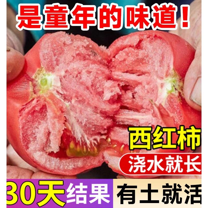 沙瓤西红柿种孑秧苗普罗旺斯番茄种子草莓圣女果籽盆栽蔬菜苗大全