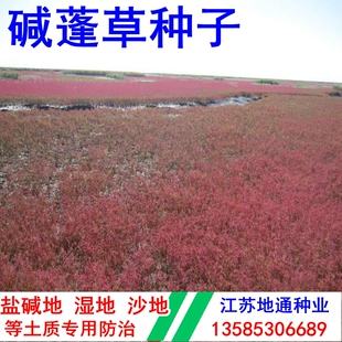 碱蓬草种子种植盐碱地改善沙地土壤改良黄须菜食用田菁绿肥草种籽