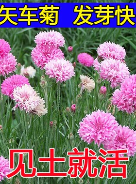 庭院易种花种多年生春天花种子蓝色矢车菊室外四季种易活花籽花草