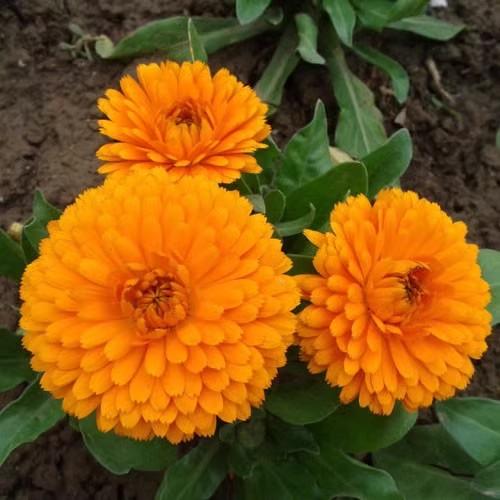 金盏菊种子四季易活室内庭院