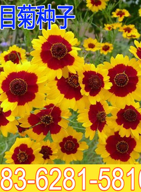 蛇目菊种子黄色褐蕊 观赏花卉阳台盆栽可泡茶 雪菊种子 公斤