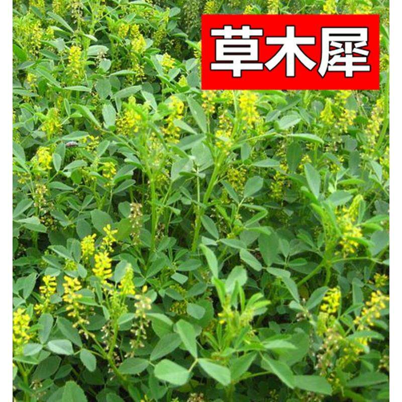 草木樨种子 草木犀 蜜源植物 黄花草 牧草型 绿肥 耐寒耐贫瘠草籽