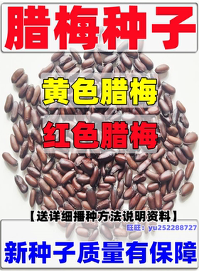 优质黄花易种籽新采腊梅树种红梅红花梅花黄色素心梅红色