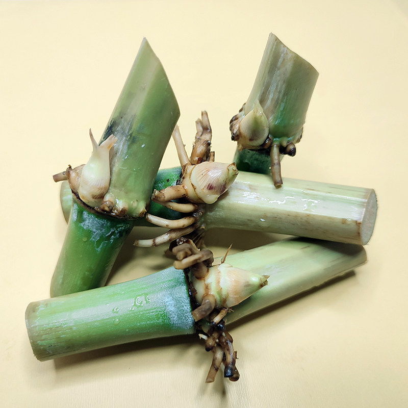 甜象草种节无毛巨菌草四季多年生高产喂羊牧草皇竹草草养牛羊耐寒