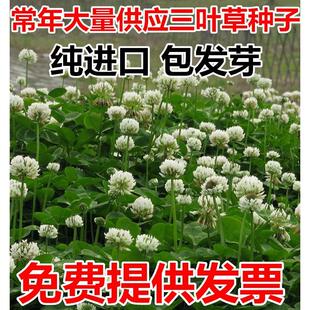 白三叶草种子红三叶草种子净籽四季青草坪绿化果园绿肥草籽