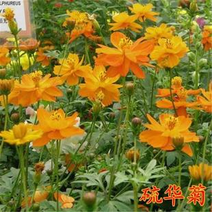 硫华菊花籽冬天室外耐寒花种景观黄秋英庭院阳台盆栽黄波斯菊