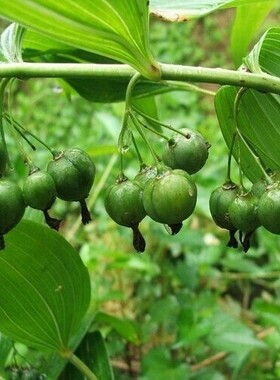 云南药材滇黄精种子老虎姜玉竹种子新鲜多花黄精姜型老虎姜