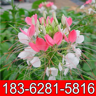 观赏花卉种子 盆栽醉蝶花种子 西洋白花菜 凤蝶草 紫龙须 公斤起