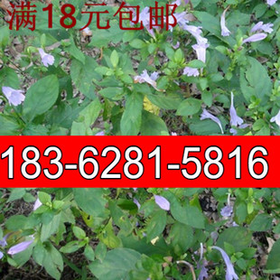 18元 板蓝根种子 大青根阳台庭院盆栽种植四季播易种草药种子
