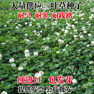 白三叶草种子红三叶草种子净籽四季青草坪绿化果园绿肥草籽